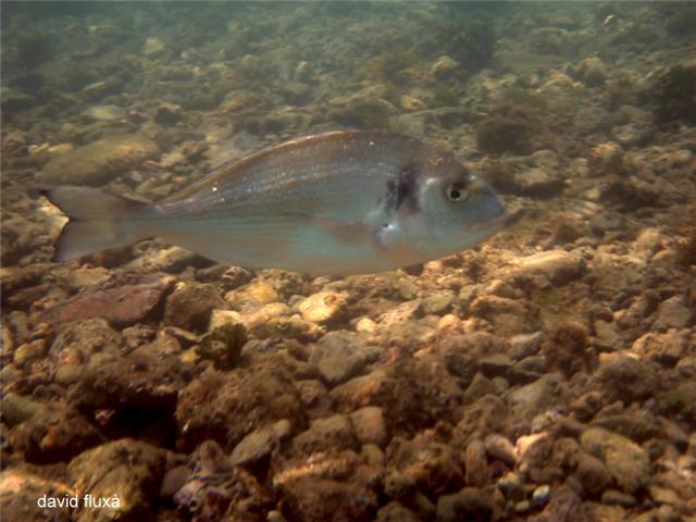 Dorada