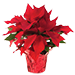 Euphorbia pulcherrima, conocida comnmente como flor de Nochebuena, flor de Navidad, flor de pascua, pastora o poinsetia,La flor de Nochebuena, es la tpica planta de la Navidad.